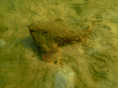Polka-dot batfish (Ogcocephalus radiatus) — Ogcocephalidae — 5