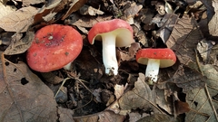 Russula mexicana