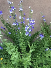 Platycodon grandiflorus