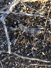 Mastigoproctus giganteus