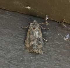 Hypena scabra