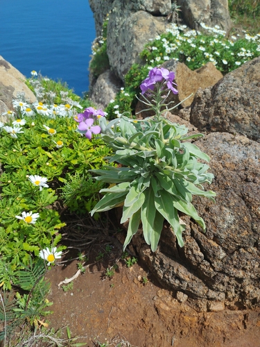 Image of Matthiola maderensis by (c) Ben Costamagna, some rights reserved (CC BY)