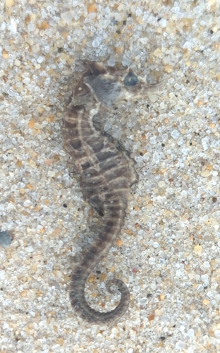 Northern Seahorse photographed in Maryland