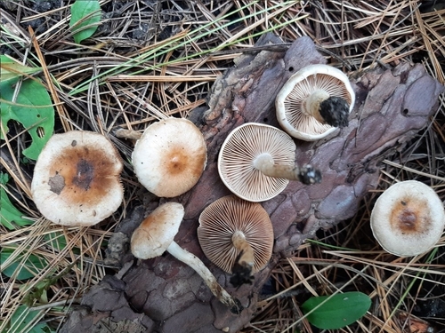 Hebeloma excedens