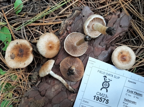Hebeloma excedens (Photo 4 of 4)