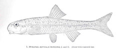 Speckled Chub photo 4