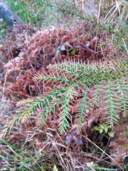 Cryptomeria japonica