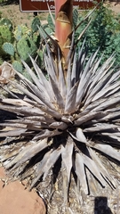 Agave parryi