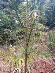 Cryptomeria japonica