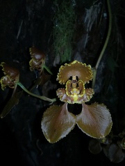 Cyrtochilum annulare