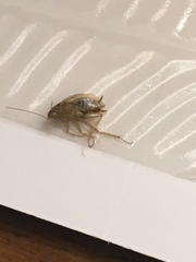 Parcoblatta pennsylvanica