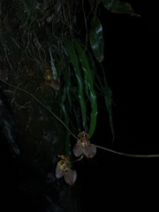 Cyrtochilum annulare