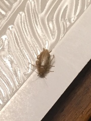 Parcoblatta pennsylvanica