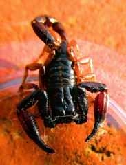 Chactas vanbenedenii