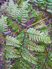 Pteris tremula