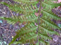 Pteris tremula