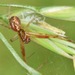 Anelosiminae - Photo (c) skitterbug, μερικά δικαιώματα διατηρούνται (CC BY), uploaded by skitterbug