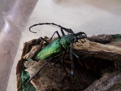 Psalidognathus friendii