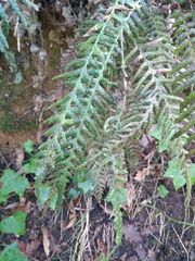 Blechnum parrisiae