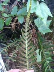 Blechnum parrisiae