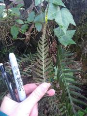 Blechnum parrisiae