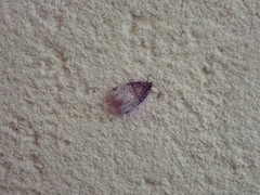 Bryomoia melachlora