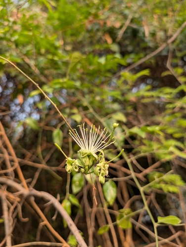 Image of Maerua oblongifolia by (c) Ravuri Krishna Chaitanya, some rights reserved (CC BY)