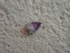 Bryomoia melachlora