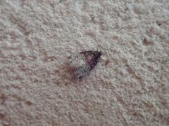Bryomoia melachlora