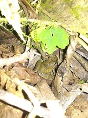 Pristimantis thectopternus