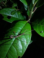 Libethra
