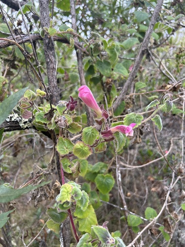 Lophospermum erubescens observed 2025-03-25