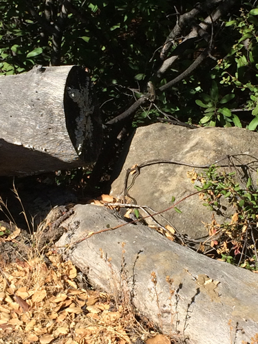 iNaturalist observation photo of Striped Racer