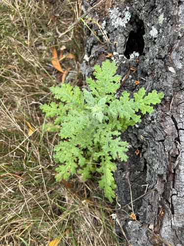 Senecio sylvaticus observed 2025-03-25