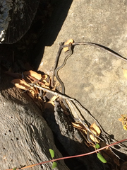 Masticophis lateralis