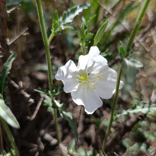 Kunth's Evening Primrose (Oenothera kunthiana)