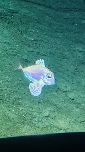 Rosy dory (Cyttopsis rosea) — Parazenidae
