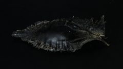 Callorhinchus milii