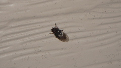 Leptocera