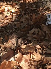 Masticophis lateralis