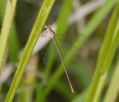 Lestes concinnus