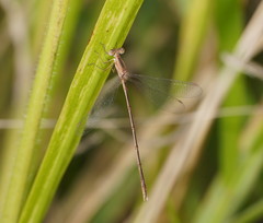 Lestes concinnus