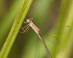Lestes concinnus