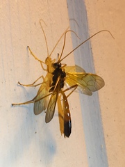 Opheltes glaucopterus barberi