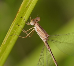 Lestes concinnus