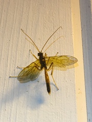 Opheltes glaucopterus barberi