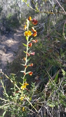 Bossiaea stephensonii