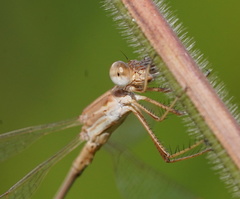 Lestes concinnus