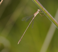 Lestes concinnus