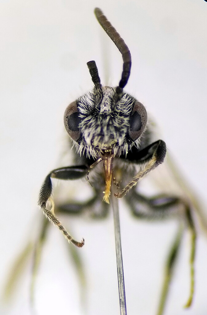 Sheep's Bit Dufourea